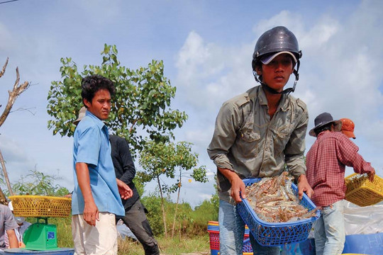 Dòng chảy tín dụng ngân hàng “tiếp sức” cho doanh nghiệp , nông dân trên địa bàn tỉnh Cà Mau cùng phát triển