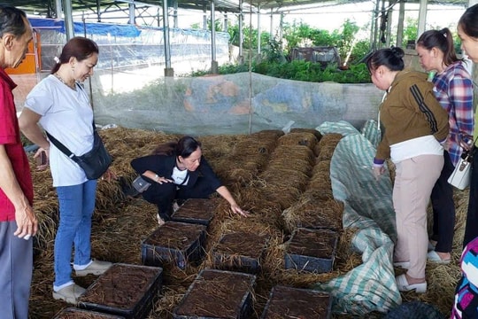 Hiệu quả tín dụng “gần dân, sát dân” của hệ thống Quỹ tín dụng nhân dân tại An Giang