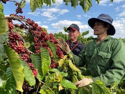 Nông hộ sản xuất cà phê và khả năng đáp ứng EUDR