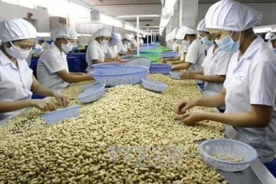 Việt Nam là nguồn cung hạt điều lớn nhất cho thị trường Hoa Kỳ