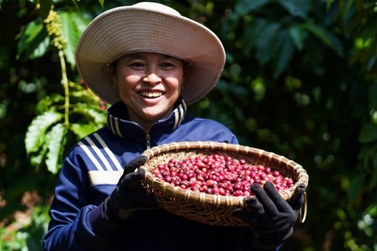 Giá cà phê Robusta nội địa tăng mạnh do nguồn cung khan hiếm