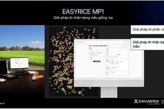 Trí tuệ nhân tạo mở đường nâng tầm hạt gạo Việt trên thị trường toàn cầu