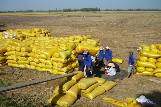 Công điện của Thủ tướng về tăng cường thực hiện các nhiệm vụ, giải pháp thúc đẩy sản xuất, xuất khẩu và ổn định thị trường gạo