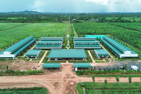 Thaco Agri báo lãi hơn 10 tỷ đồng năm 2024