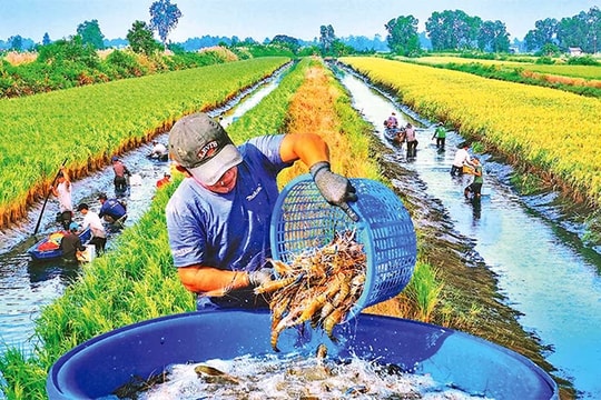 Tín dụng "tiếp sức" Cà Mau: Đột phá nông nghiệp công nghệ cao, tăng trưởng kinh tế bền vững