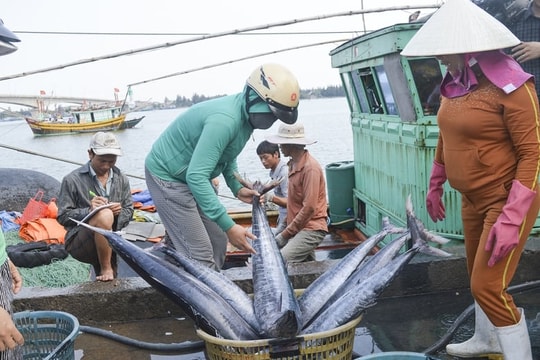 Ngành thủy sản lao đao vì Đạo luật MMPA của Hoa Kỳ: VASEP kiến nghị thuê tư vấn Mỹ