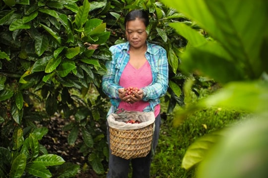75 triệu USD hỗ trợ nông hộ nhỏ trồng cà phê và chuỗi cung ứng cà phê bền vững
