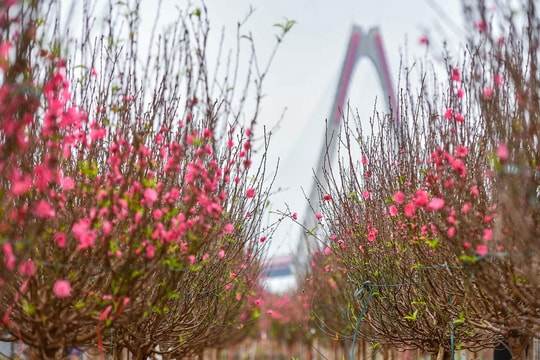 Đề xuất lịch nghỉ Tết Âm lịch và Quốc khánh 2026: Công chức, viên chức nghỉ 9 ngày dịp Tết