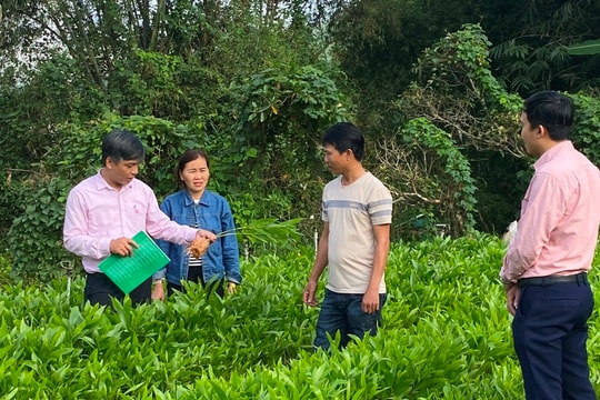 Vùng cao Ba Tơ nâng cao hiệu quả vốn tín dụng chính sách