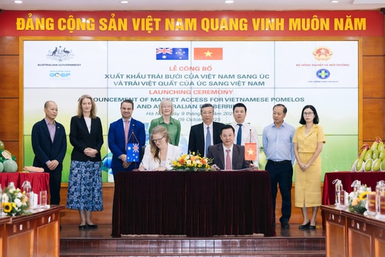 Việt Nam là điểm đến mới nhất của việt quất Australia