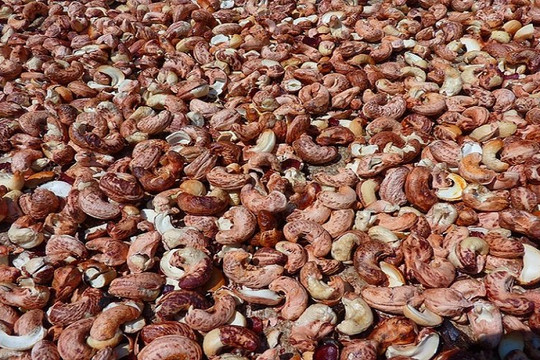 Xuất khẩu hạt điều tăng tốc, có thể vượt mốc 4,5 tỉ USD năm 2025