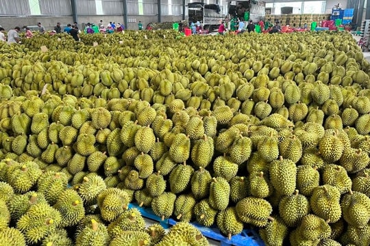 Xuất khẩu sầu riêng thông suốt trở lại, sự cố “Vàng O” chỉ cục bộ