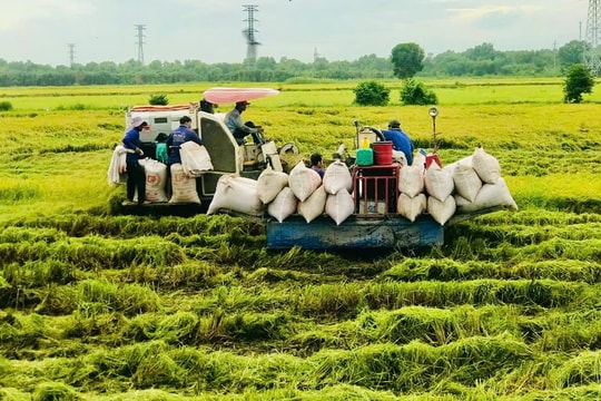‏Vốn ngân hàng tiếp sức hạt gạo Việt nâng tầm giá trị‏