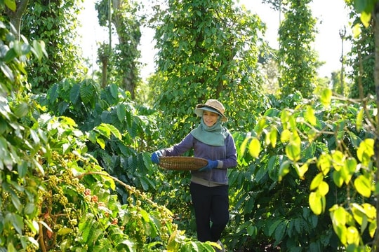 Giá cà phê giảm mạnh do áp lực nguồn cung và biến động thị trường