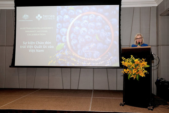 Việt quất Australia chính thức có mặt tại Việt Nam
