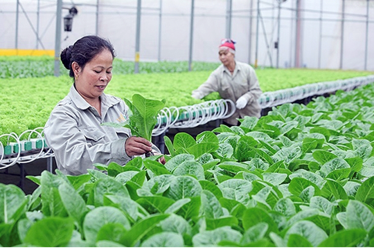 ADB và BIDV hỗ trợ nông nghiệp bền vững và trao quyền cho phụ nữ ở Việt Nam