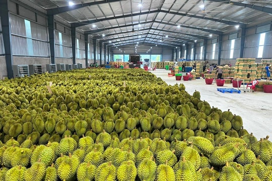 Ngành rau quả Việt Nam chạm đỉnh giá trị mới trong năm 2025