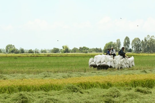 Tái cơ cấu lúa gạo: Từ an ninh lương thực đến thu nhập nông dân