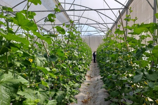 Những chính sách và chương trình tín dụng hiệu quả góp phần đổi mới và phát triển khu vực ngoại thành TP. Hồ Chí Minh