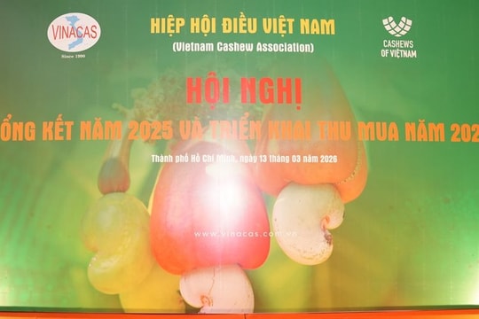 Sản lượng điều thế giới tăng, doanh nghiệp Việt thận trọng mua nguyên liệu