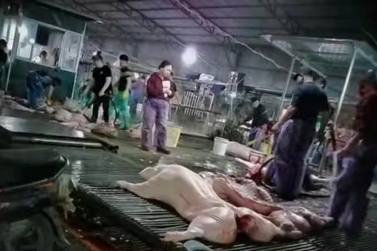 Vụ ‘tuồn’ 300 tấn lợn bệnh vào trường học: Luật sư nói gì?