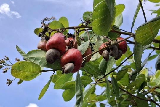 Trồng điều hữu cơ ở Đồng Nai: Chi phí thấp nhưng đầu ra thiếu ổn định