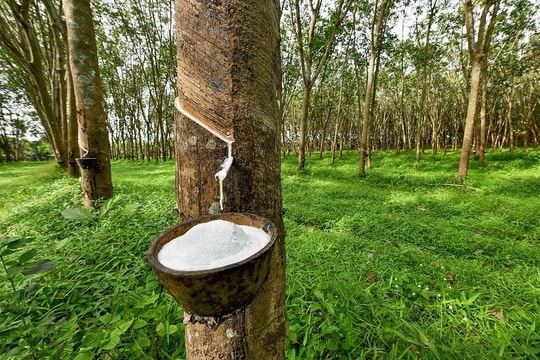 Giá cao su thế giới lập đỉnh 15 năm, xuất khẩu Việt Nam giảm tốc