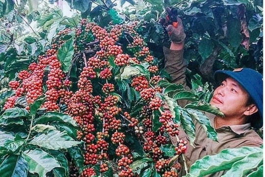 Giá cà phê giảm theo đà thế giới, xuất khẩu tăng lượng giảm giá