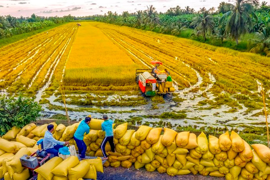 Dòng chảy tín dụng – Bệ phóng nâng tầm kinh tế “vựa lúa” An Giang
