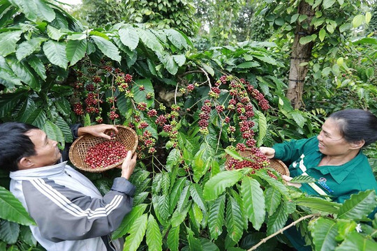 Xuất khẩu cà phê tăng lượng, giảm giá trị do giá thế giới đi xuống