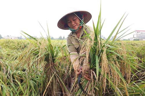 Thủ tướng chỉ đạo xem xét tăng hạn mức tín dụng cho các doanh nghiệp thu mua thóc gạo