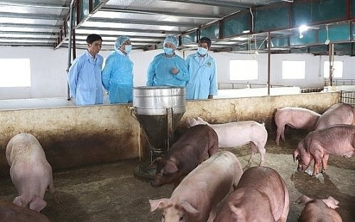 Cơ chế, chính sách hỗ trợ phòng, chống bệnh dịch tả lợn châu Phi