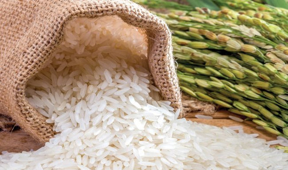 Quy định chứng nhận chủng loại gạo thơm xuất khẩu sang EU
