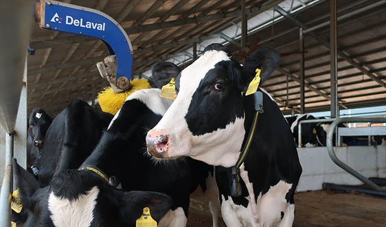 Vinamilk nhập khẩu hơn 2.100 bò sữa HF thuần chủng từ Mỹ về trang trại mới tại Quảng Ngãi 