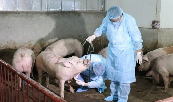Triển khai quyết liệt, đồng bộ các giải pháp phòng, chống bệnh Dịch tả lợn châu Phi