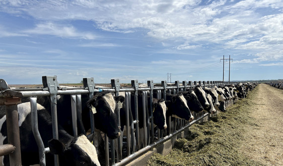 ​Vinamilk nhập đàn bò sữa 1.000 con từ Mỹ về Trang trại Lao-Jagro tại Lào
