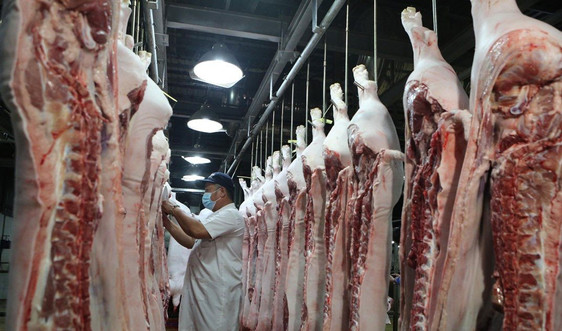 Thúc đẩy chăn nuôi, tái đàn, bảo đảm nguồn cung để bình ổn giá thịt lợn