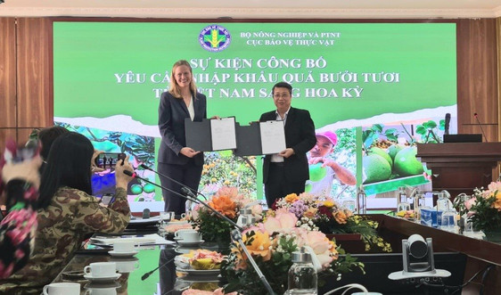 ​​​​​​​Quả bưởi Việt Nam chính thức xuất khẩu sang Hoa Kỳ
