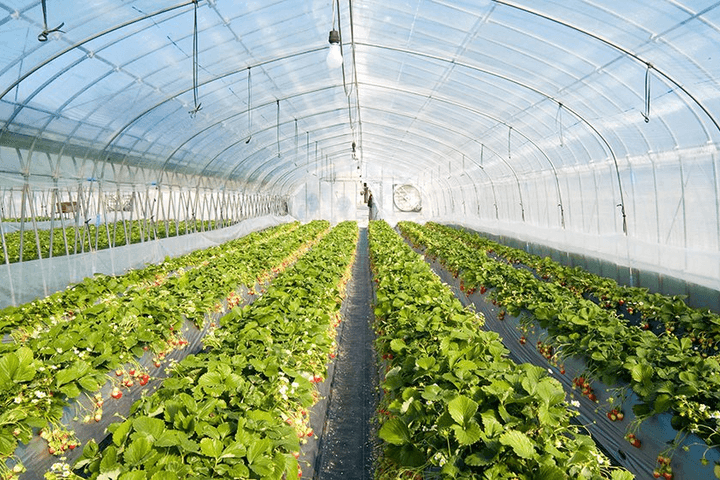 Agribank sẵn sàng đồng hành cùng nông nghiệp 4.0