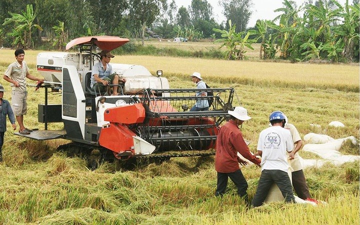 Cho vay thu mua thóc, gạo vụ Đông Xuân năm 2019