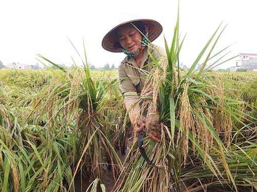 Thủ tướng chỉ đạo xem xét tăng hạn mức tín dụng cho các doanh nghiệp thu mua thóc gạo