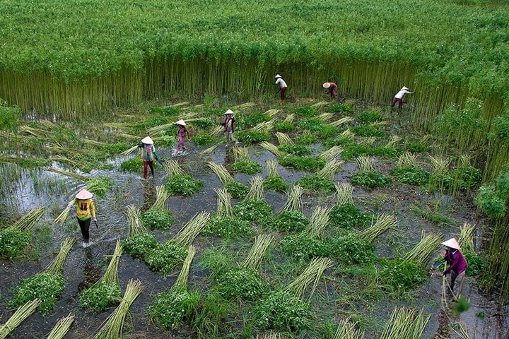 Chương trình hành động phát triển bền vững ĐBSCL thích ứng với biến đổi khí hậu