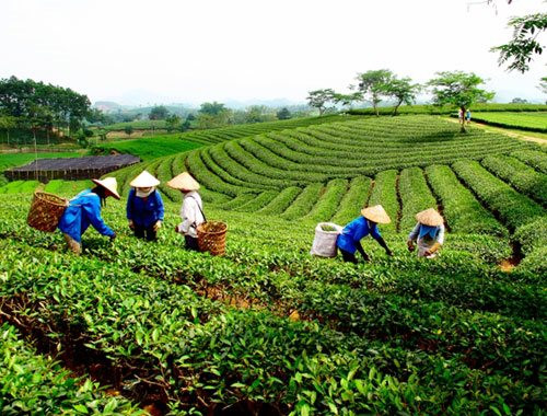 ​​​​​​​Doanh nghiệp Philippines muốn đầu tư phát triển ngành chè Việt Nam