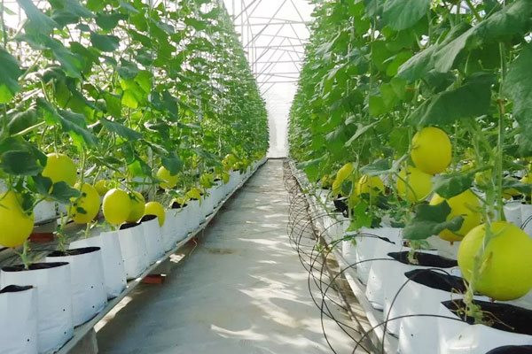 Tiêu chí xác định dự án ứng dụng công nghệ cao trong nông nghiệp