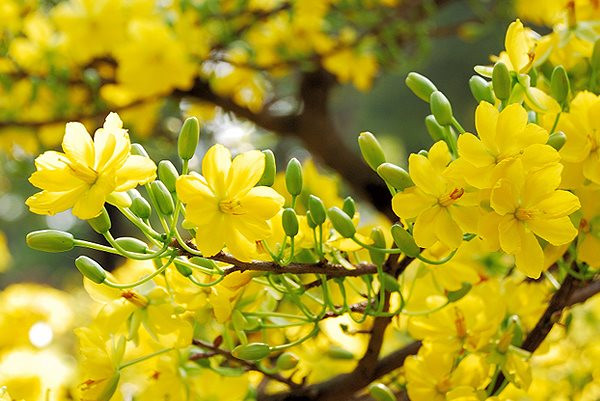 Ngày xuân về lại…