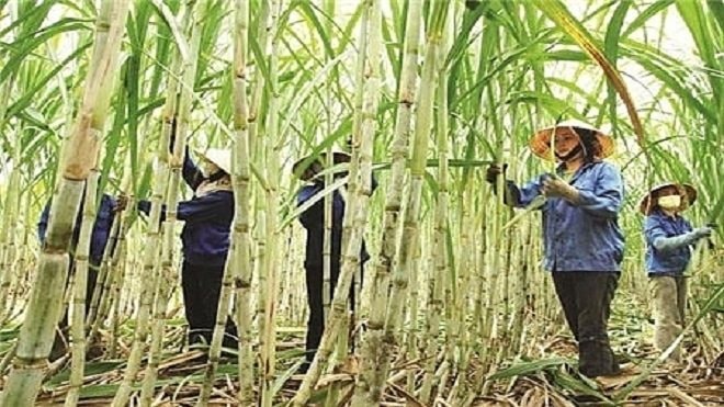 Xem xét cho vay vốn ưu đãi để trồng mía và chế biến đường ở những khu vực, những nhà máy có hiệu quả