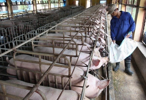 Kiên quyết đẩy mạnh các giải pháp đưa giá lợn hơi về mức bình thường ngay trong tháng 4/2020