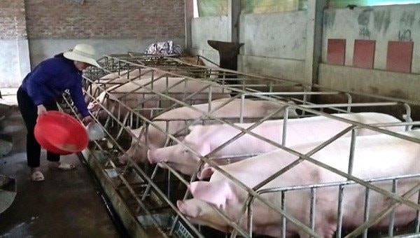 Đề nghị ưu tiên cho người chăn nuôi được vay vốn tái đàn