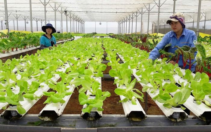 Bố trí kinh phí từ ngân sách địa phương và huy động các nguồn vốn hợp pháp thực hiện dự án phát triển nông nghiệp hữu cơ
