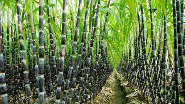 Giải pháp phát triển ngành mía đường trong tình hình mới